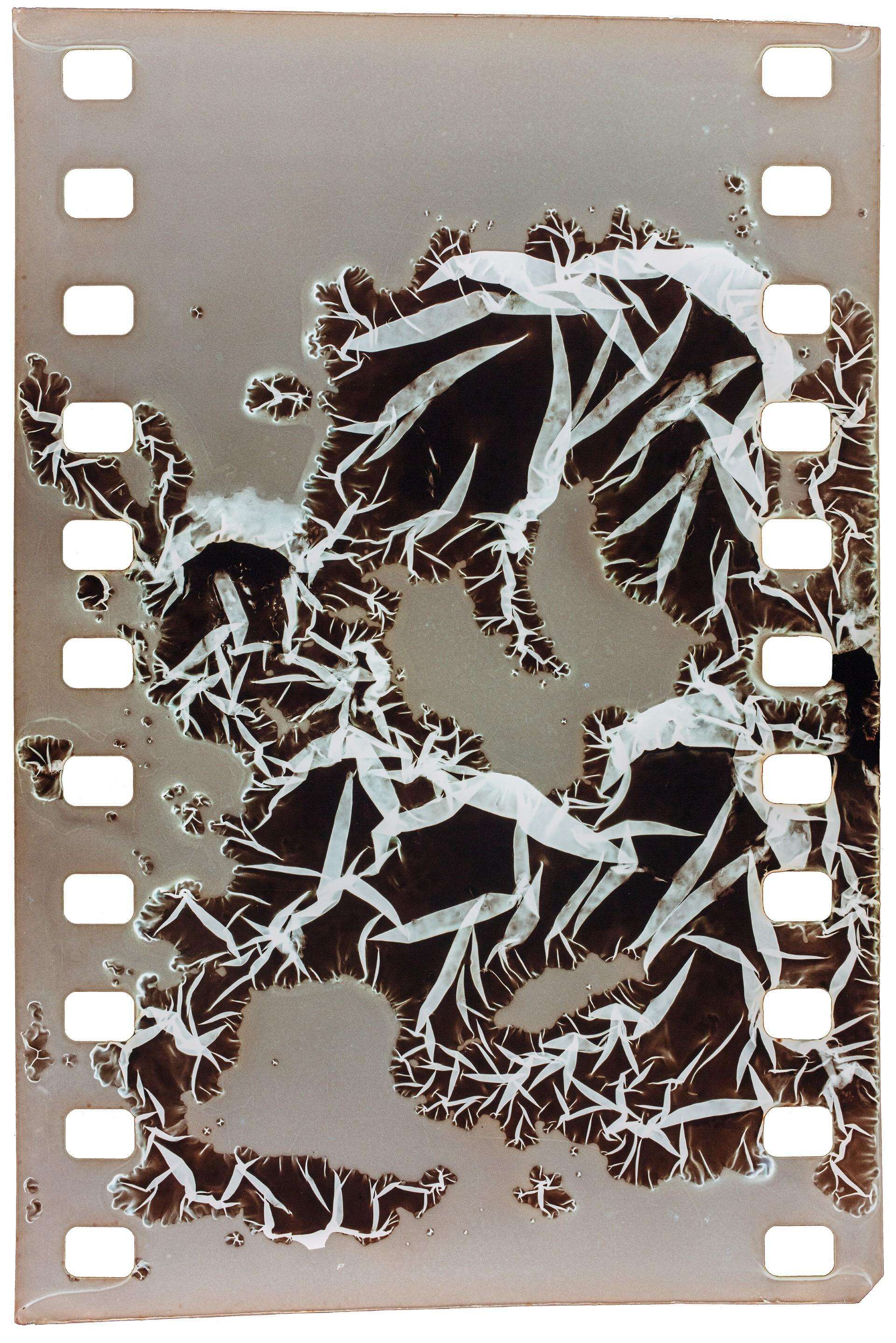 Thumbnail Risk Hazekamp Film Strip