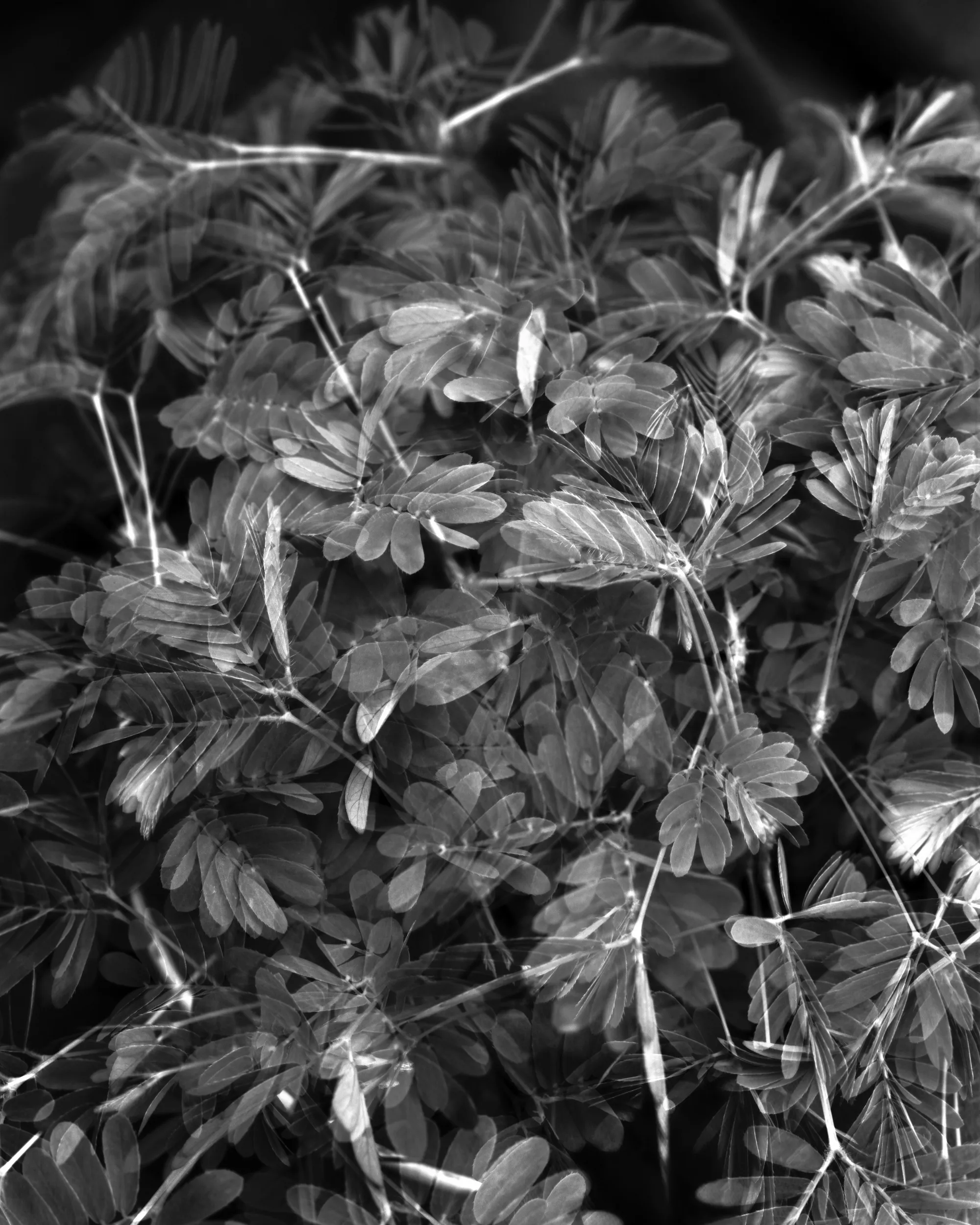 Sun Moon Studies lowres