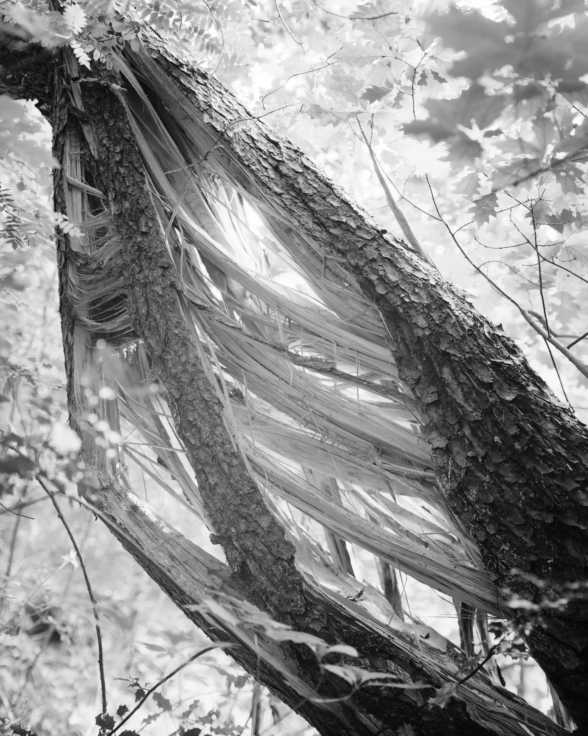 1248x998mm Pearl Nick Geboers lowres