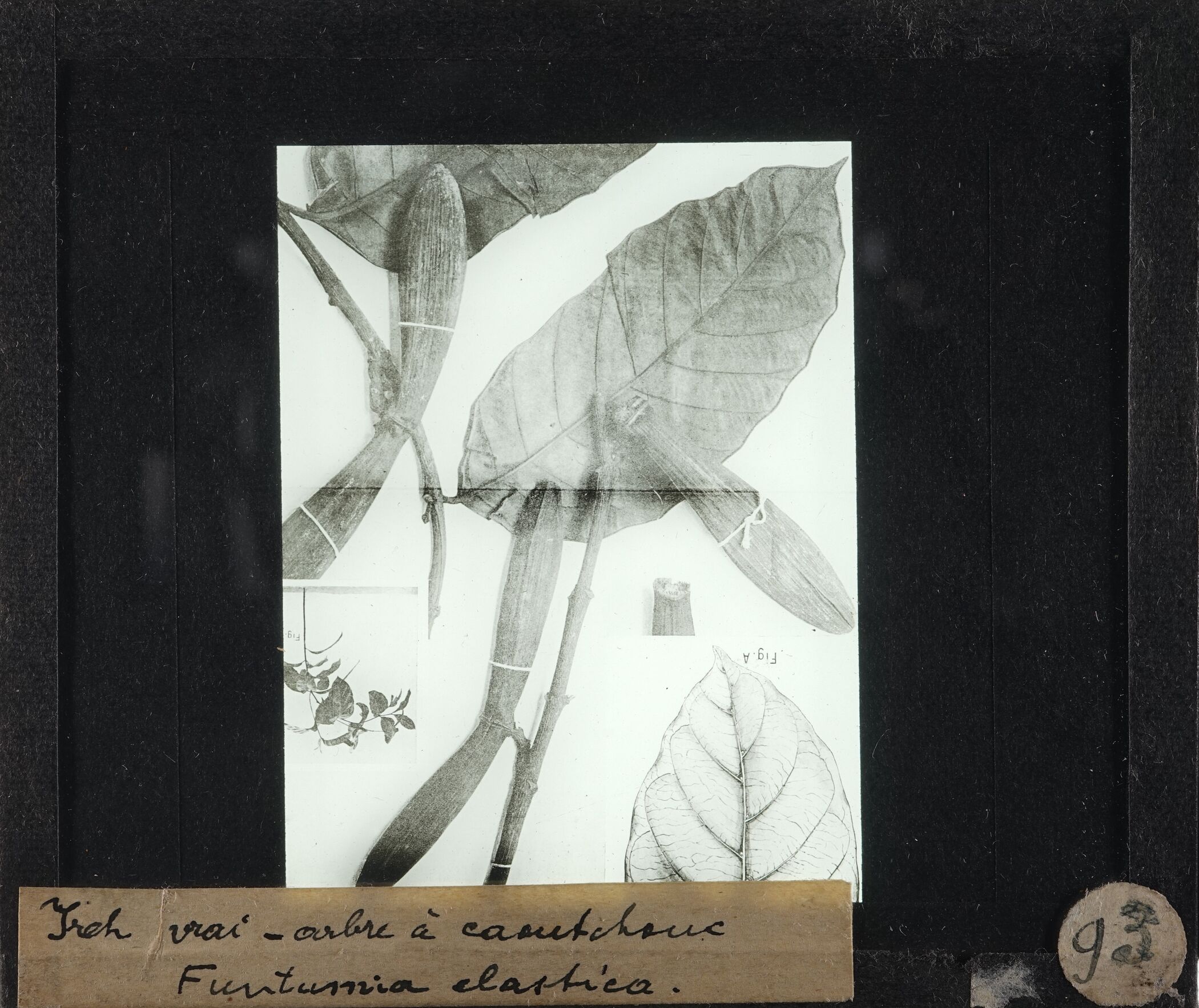 FOMU UCB 00026 arbre caoutchouc