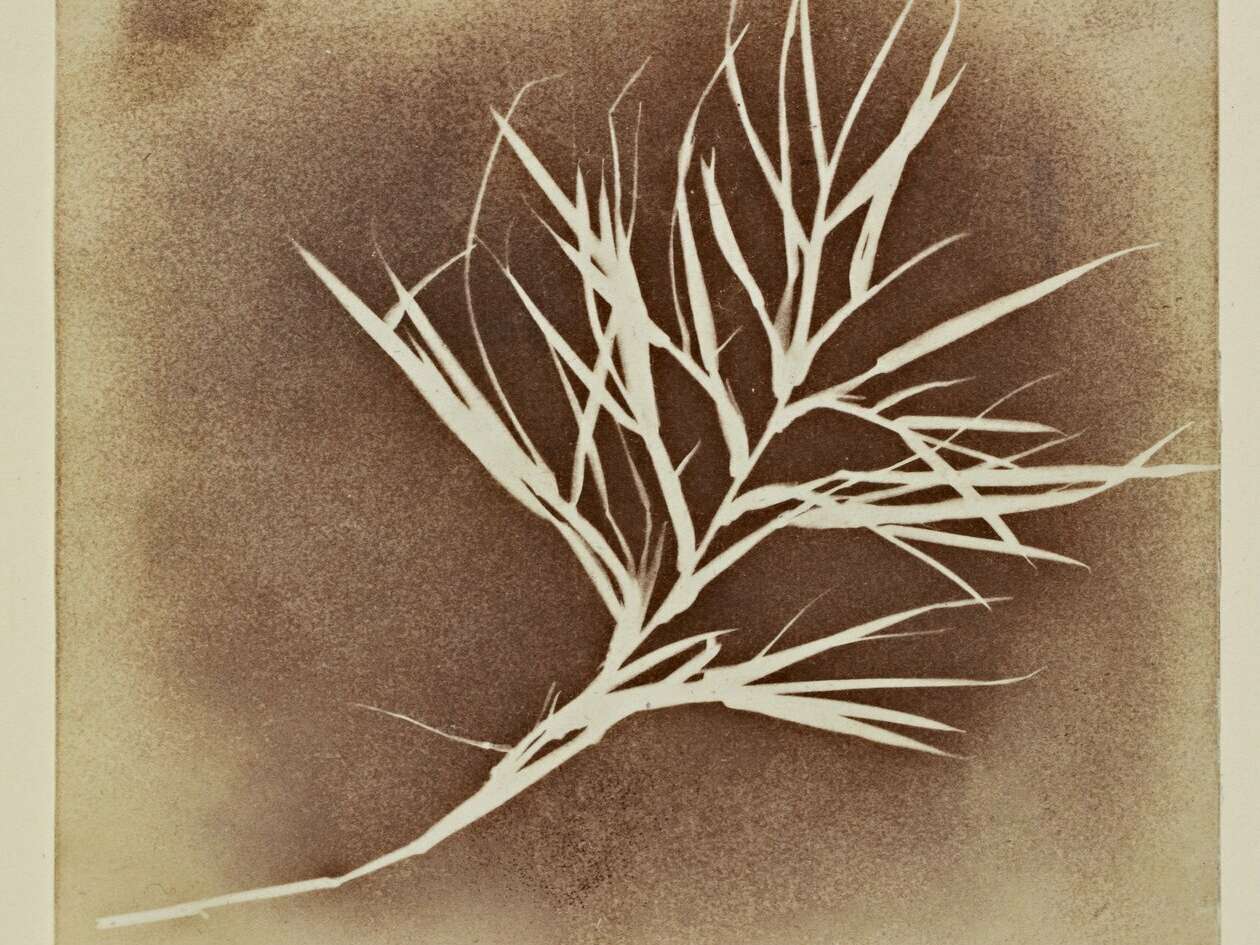 William Henry Fox Talbot Photogenic Drawing of a Plant Meister Drucke 20114