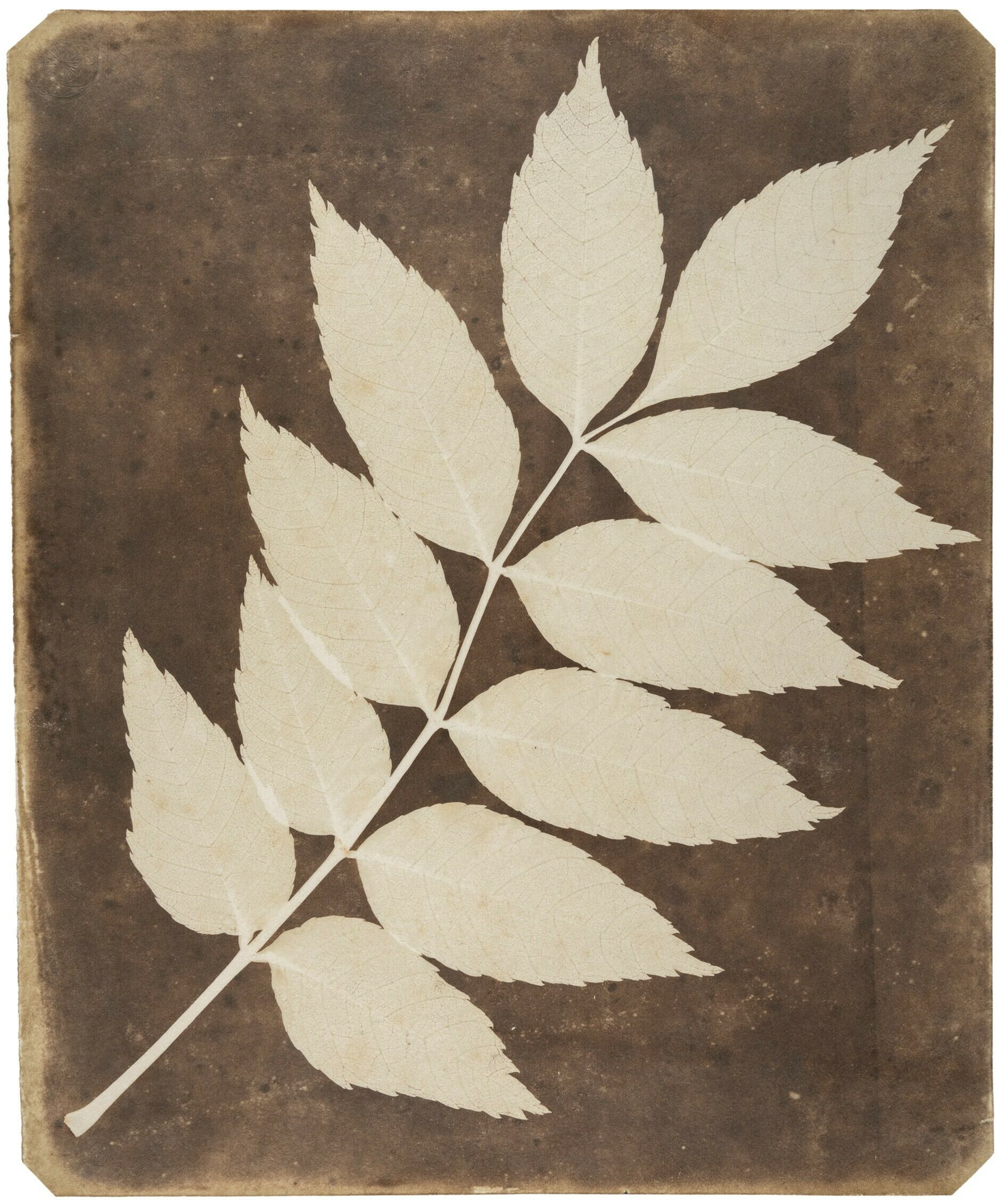 Talbot lores