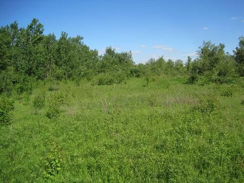 Empty Pruitt Igoe lot