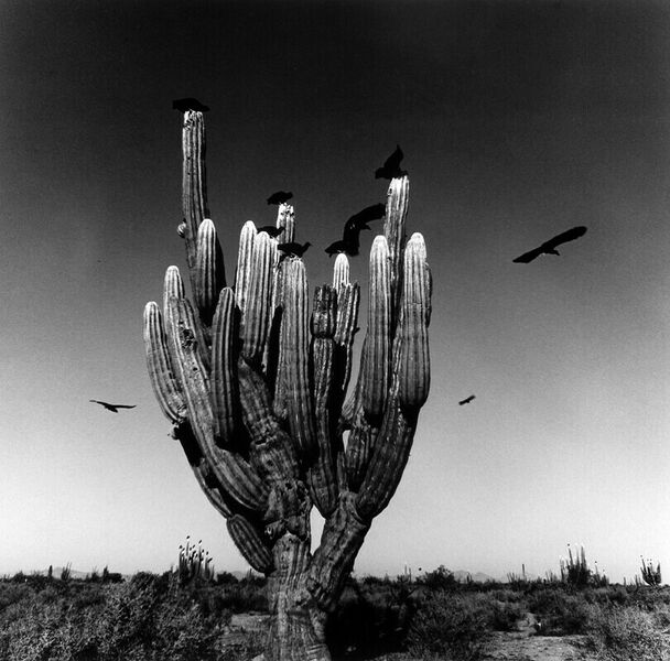 RS312133 03 Sahuaro Sonoran Desert Mexico 1979 c Graciela Iturbide scr