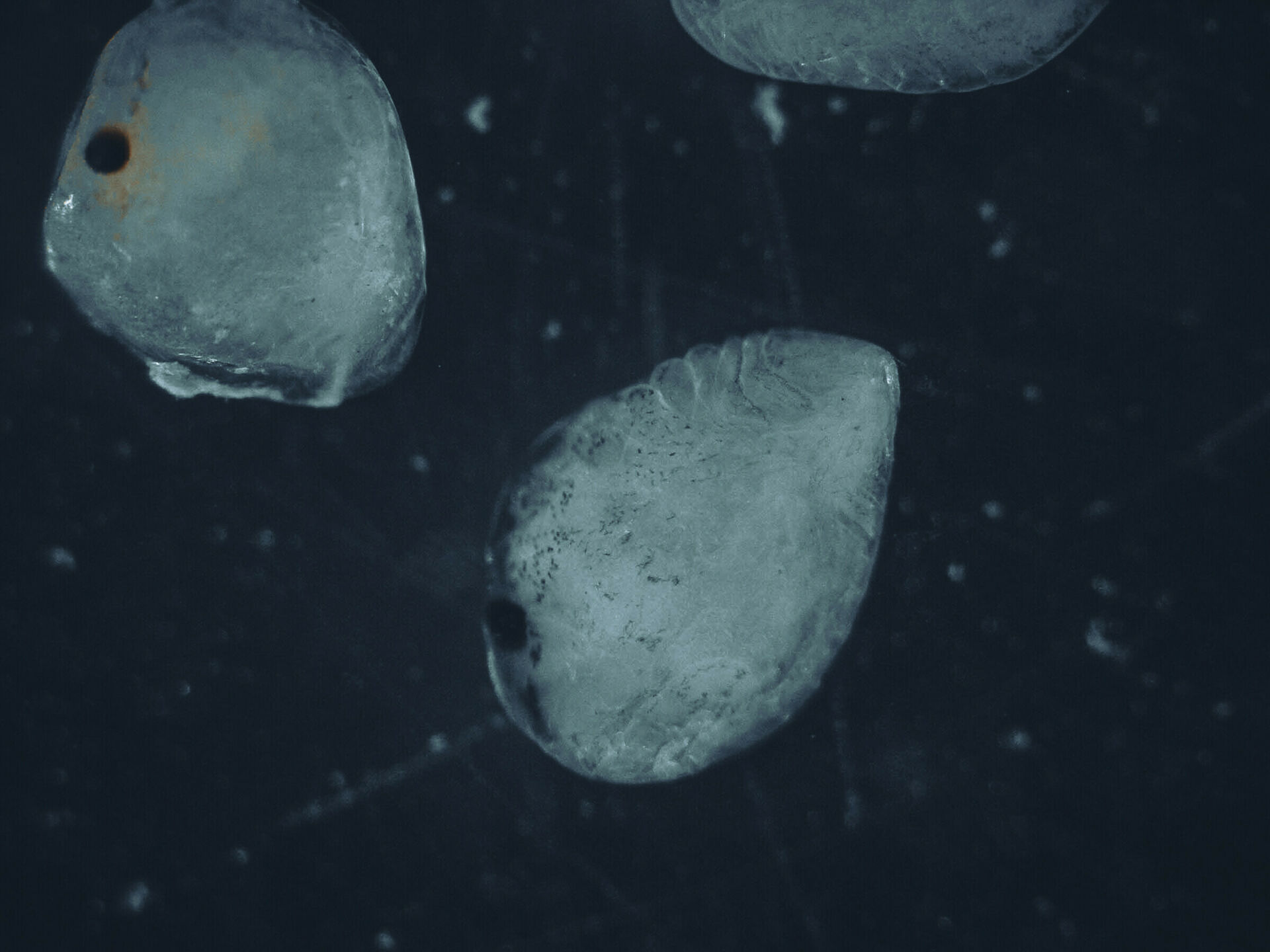 Serolid embryo 1