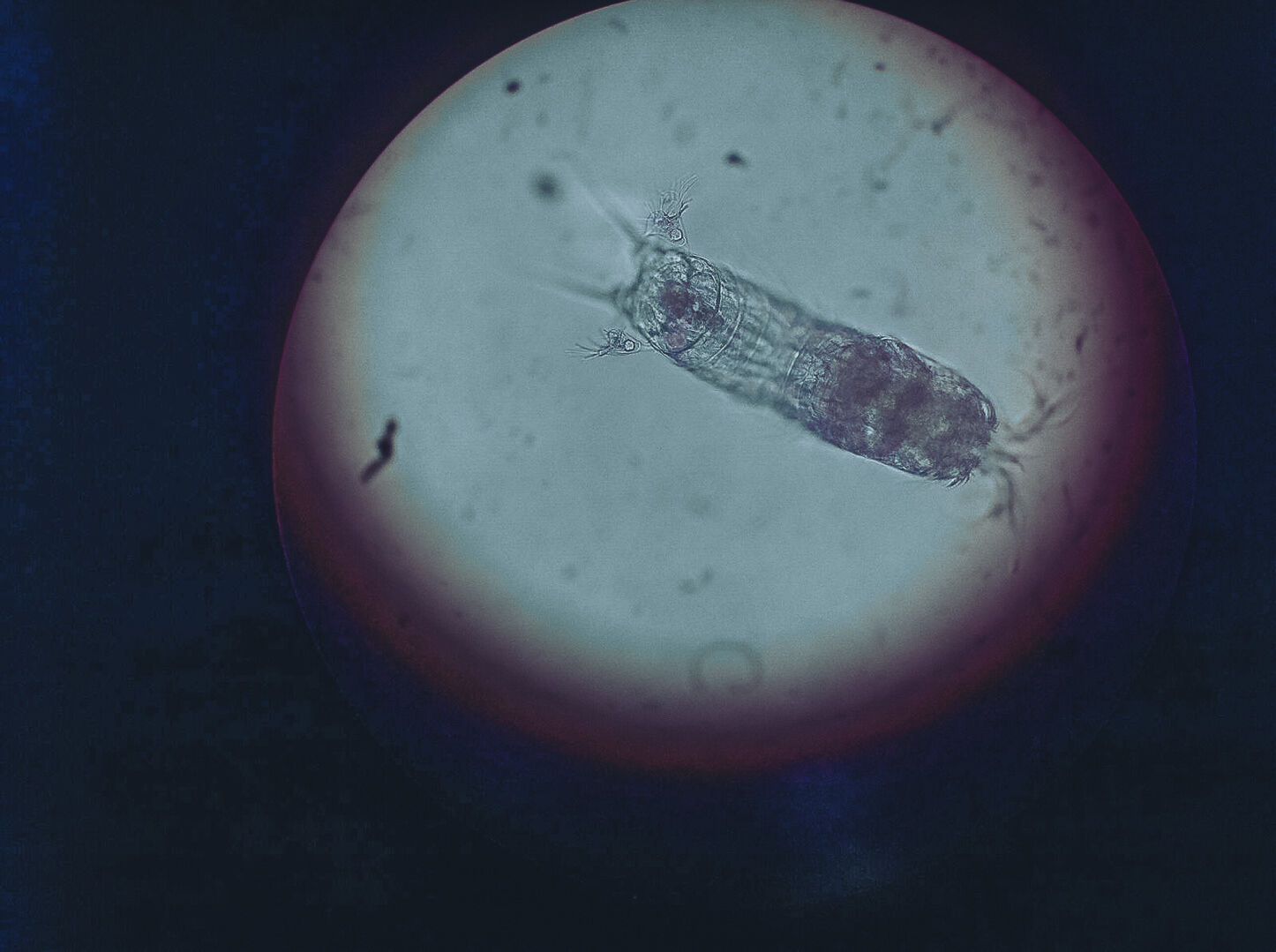 IMG 20160406 WA0068 2 copepods