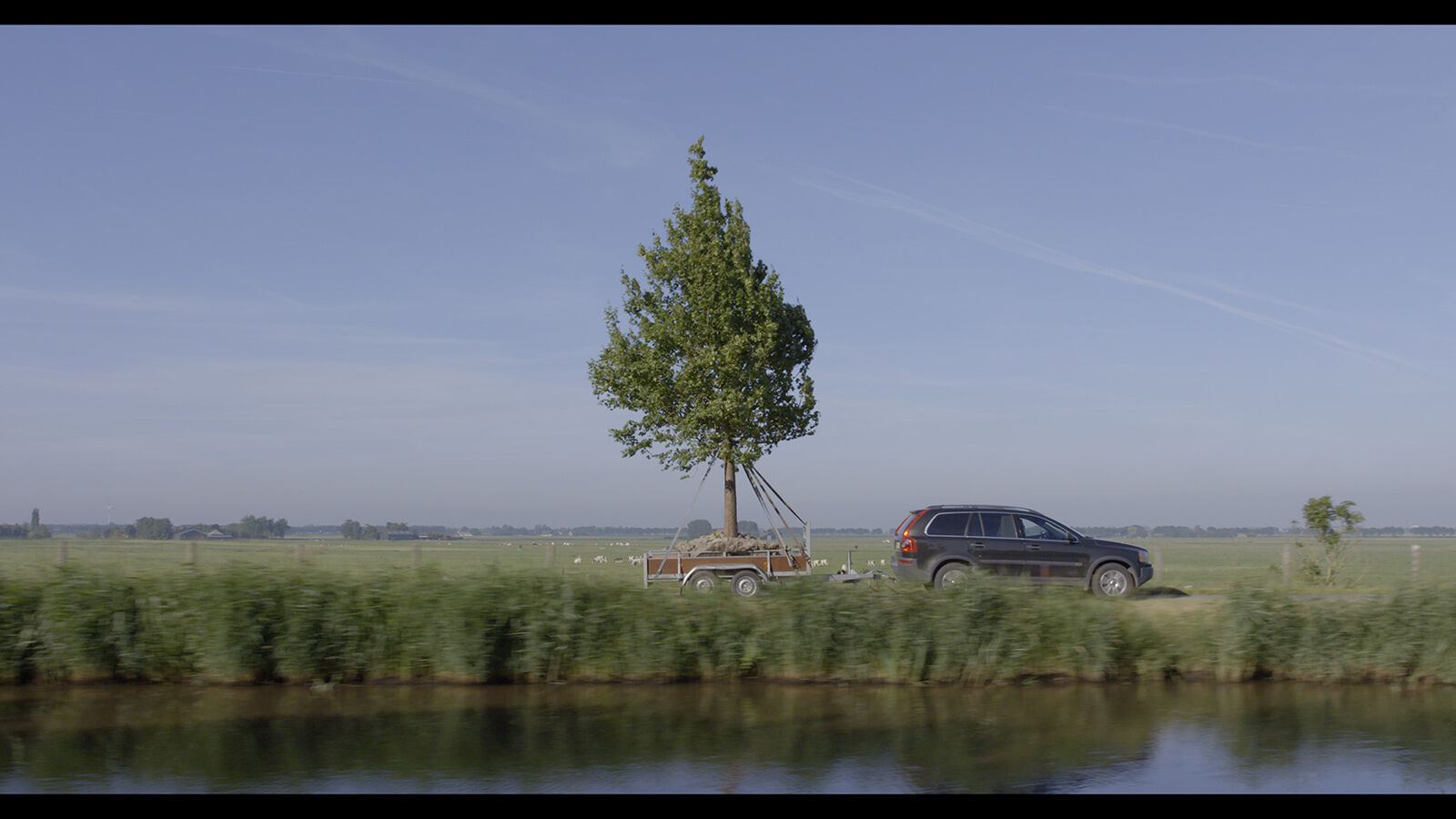 Still frame Maple Tree