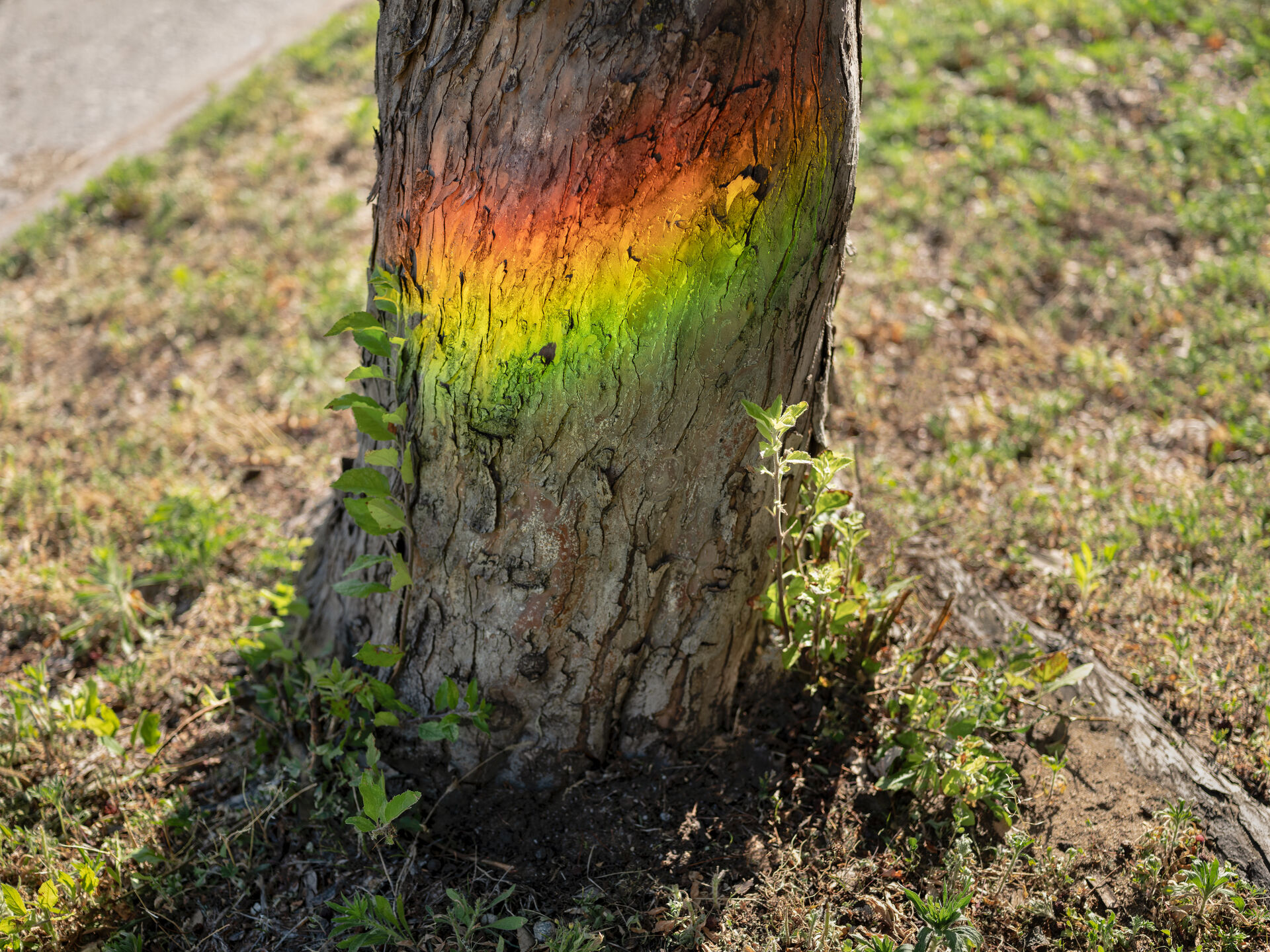 436820200617 Wandering NE Edit F