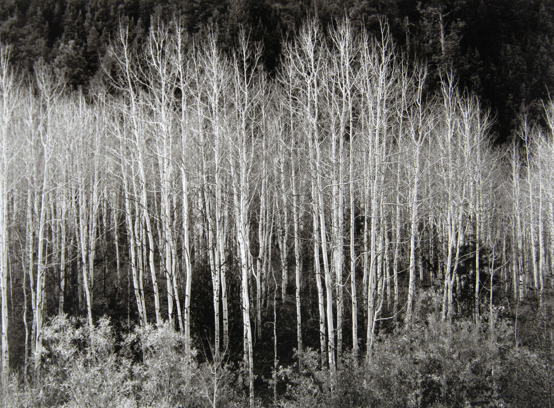 RS10529 P 2002 0057 Adams Ansel scr