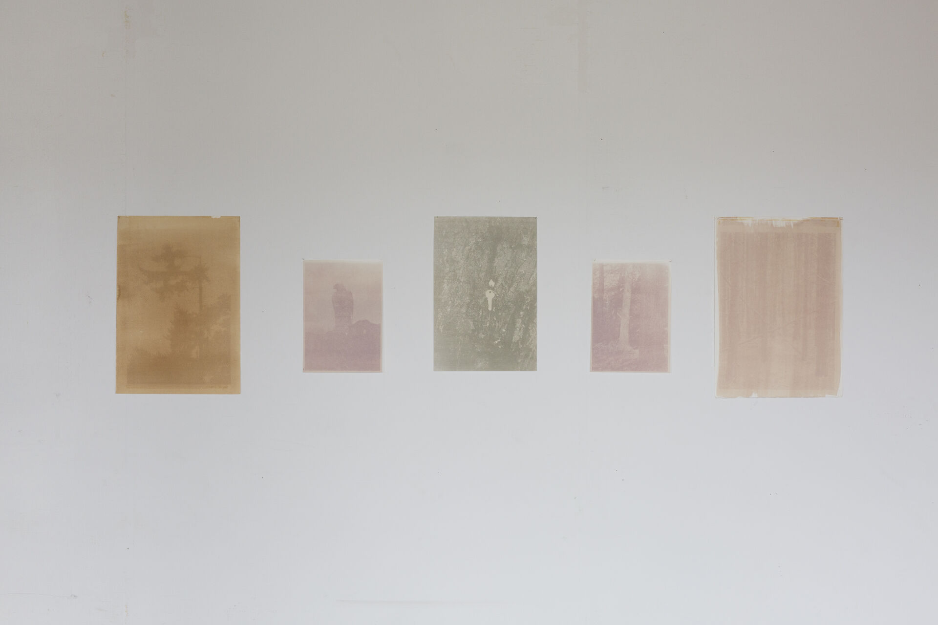 Dries Segers to take leave 2018 Anthotypes made from nettle poppyflower and pokeweed various sizes