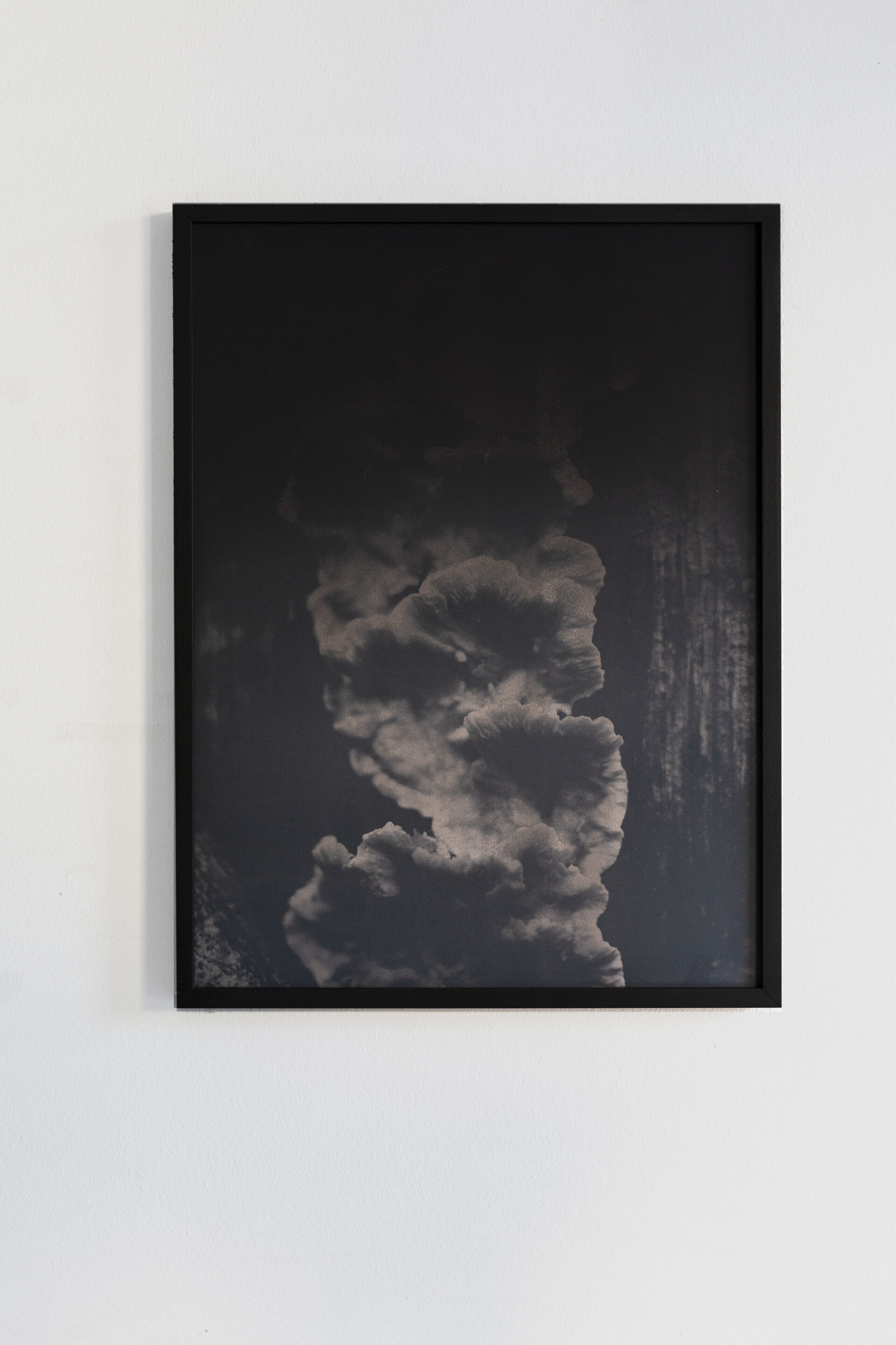 FUNGI B001 Dries Segers 2019 30x40cm Black thermochromic on archival inkjetprint frame in wooden metal frame mdf unique 2
