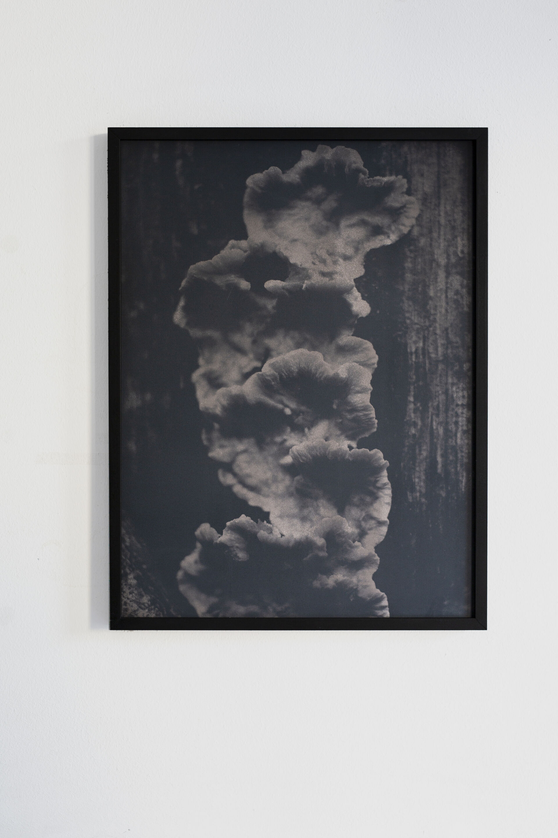 FUNGI B001 Dries Segers 2019 30x40cm Black thermochromic on archival inkjetprint frame in wooden metal frame mdf unique 3