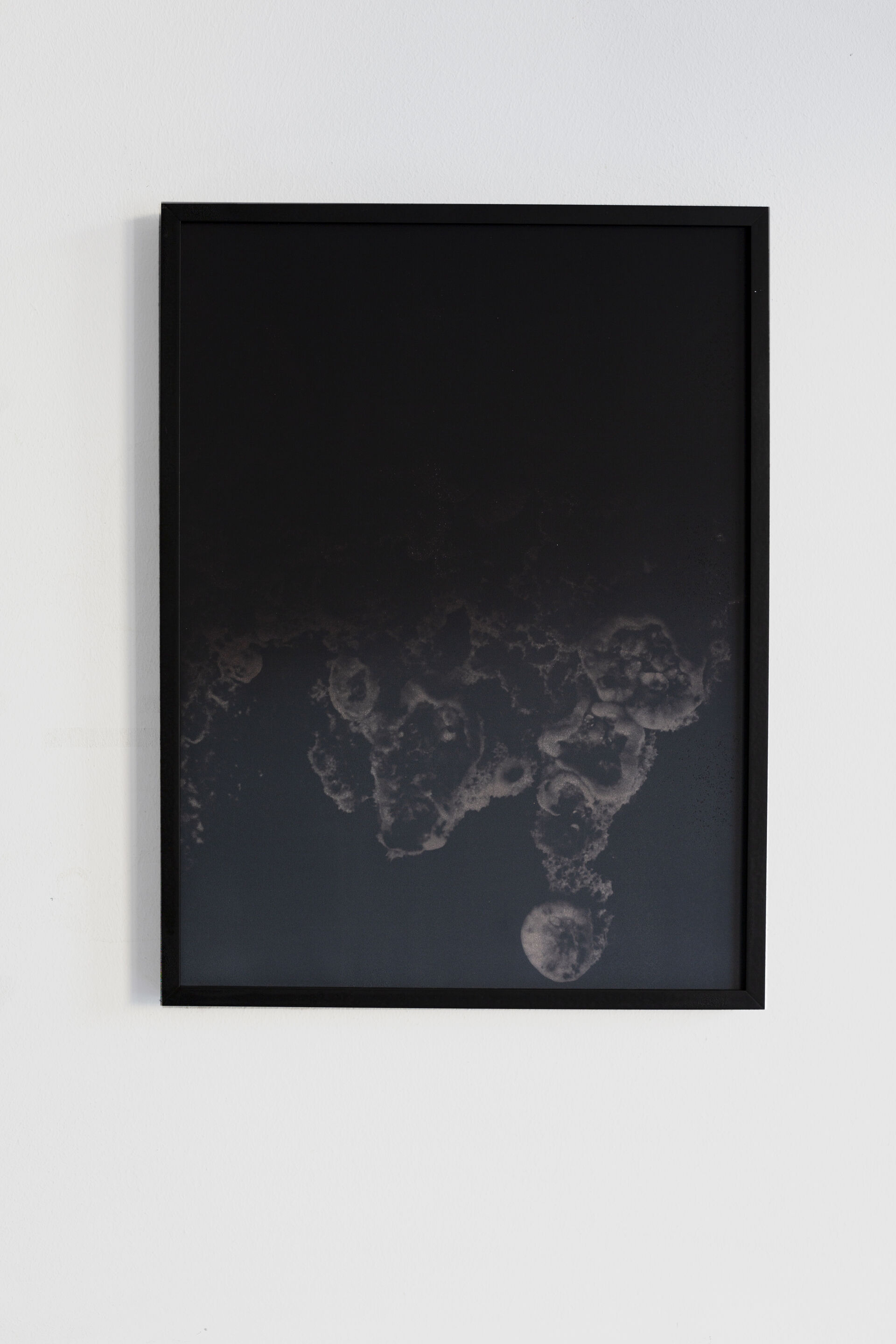 FUNGI B004 Dries Segers 2019 30x40cm Black thermochromic on archival inkjetprint frame in wooden metal frame mdf unique 2
