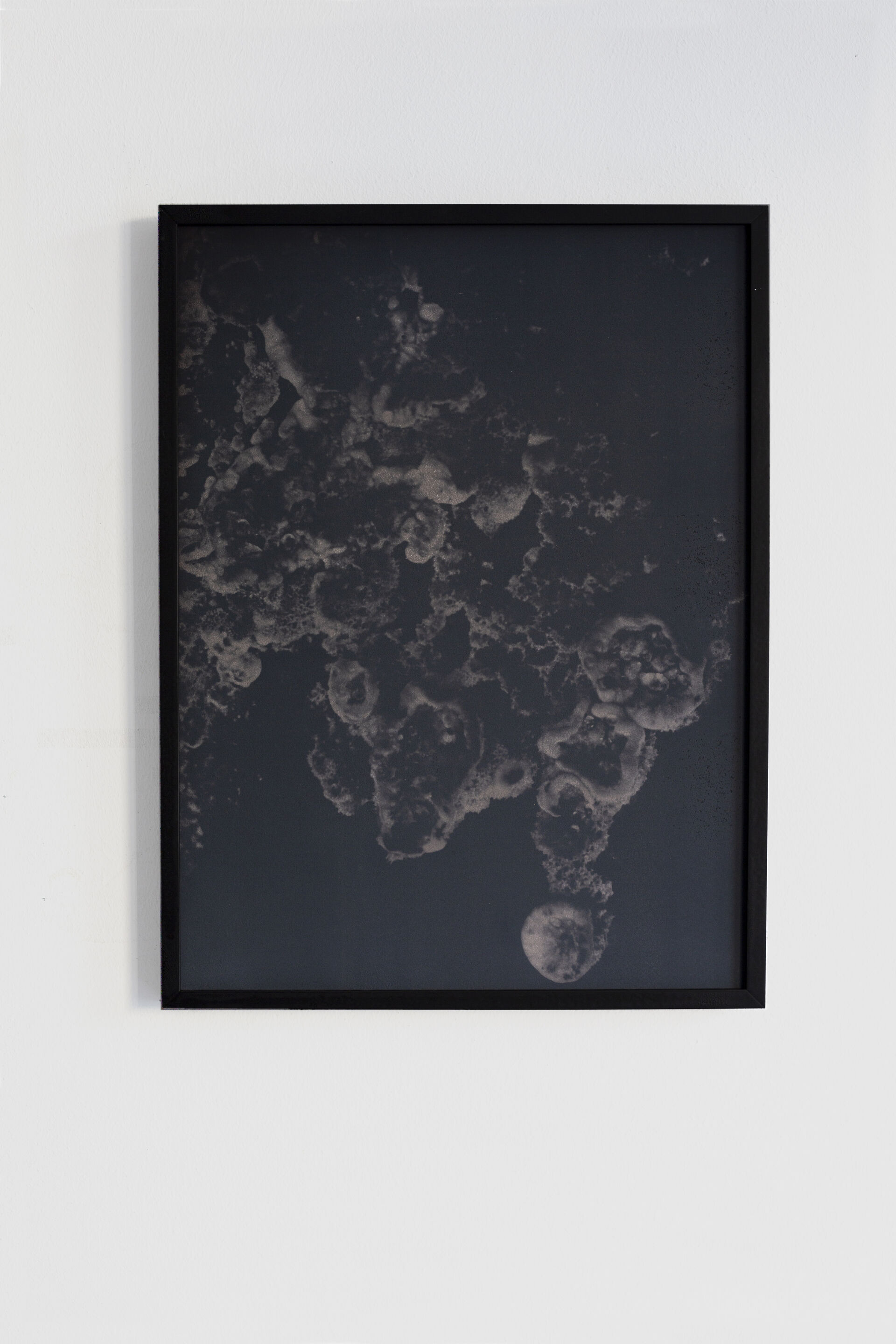 FUNGI B004 Dries Segers 2019 30x40cm Black thermochromic on archival inkjetprint frame in wooden metal frame mdf unique 3