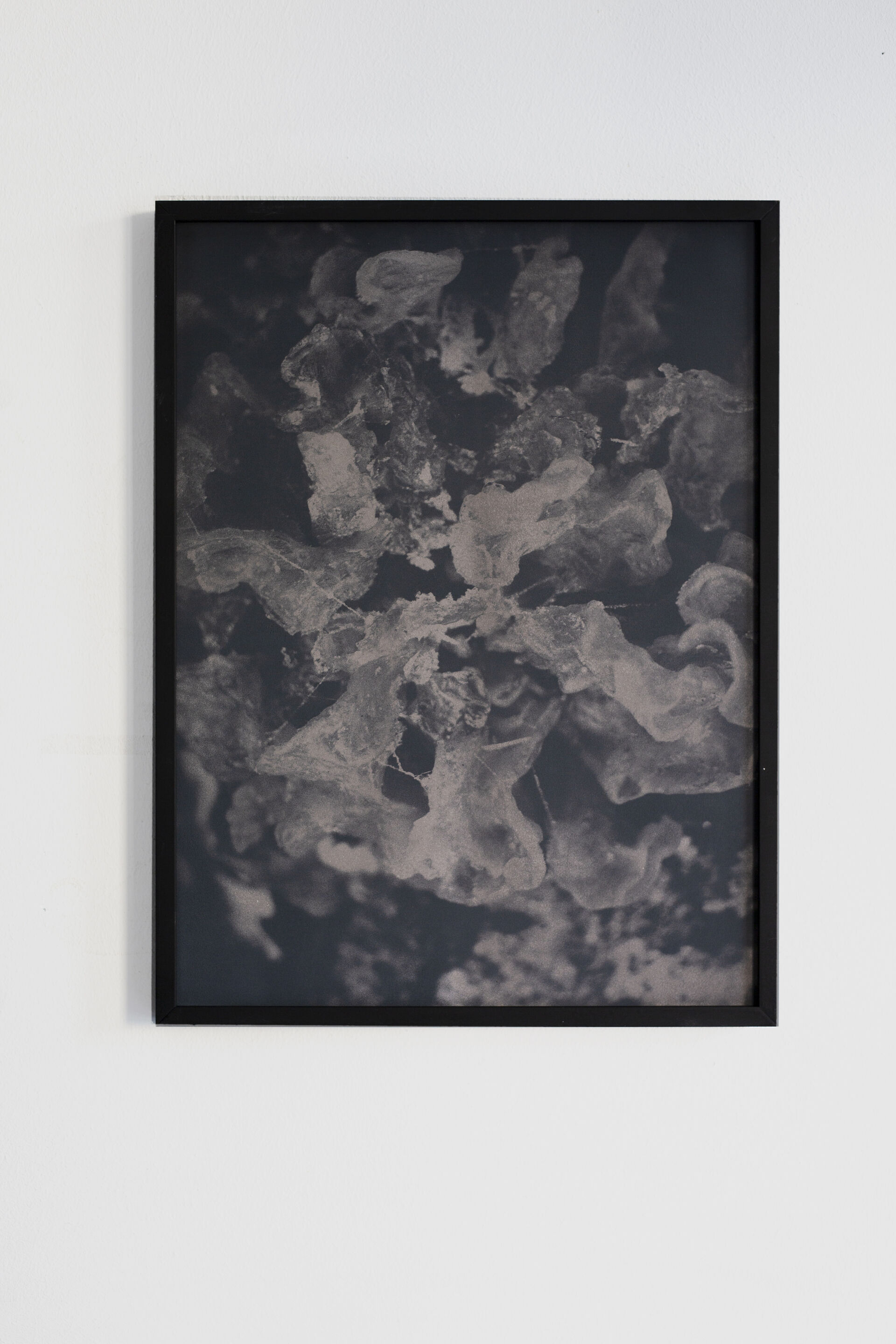 FUNGI B005 Dries Segers 2019 30x40cm Black thermochromic on archival inkjetprint frame in wooden metal frame mdf unique26 1