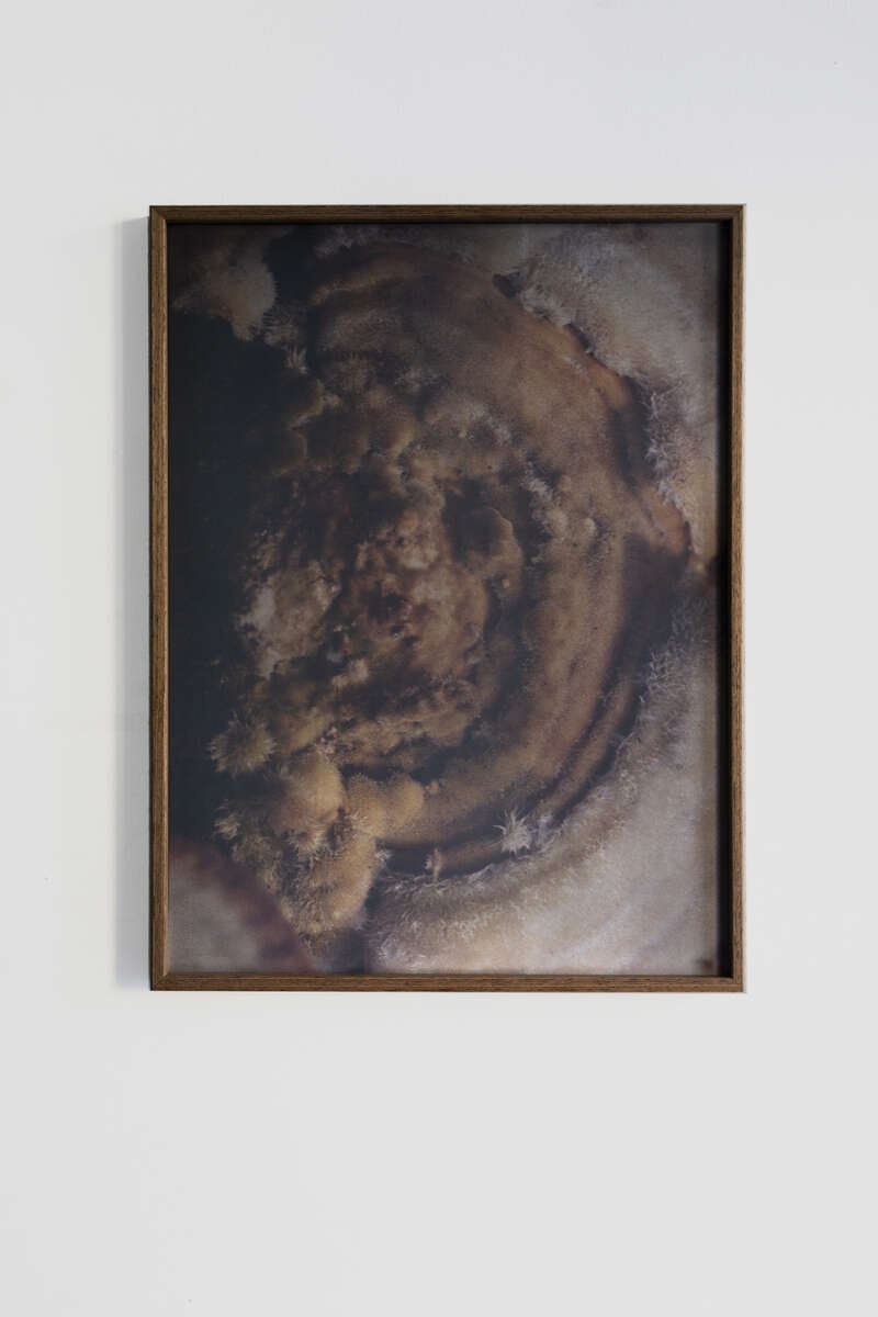 FUNGI C001 Dries Segers 2019 30x40cm Black thermochromic on archival inkjetprint frame in wooden metal frame mdf unique 3