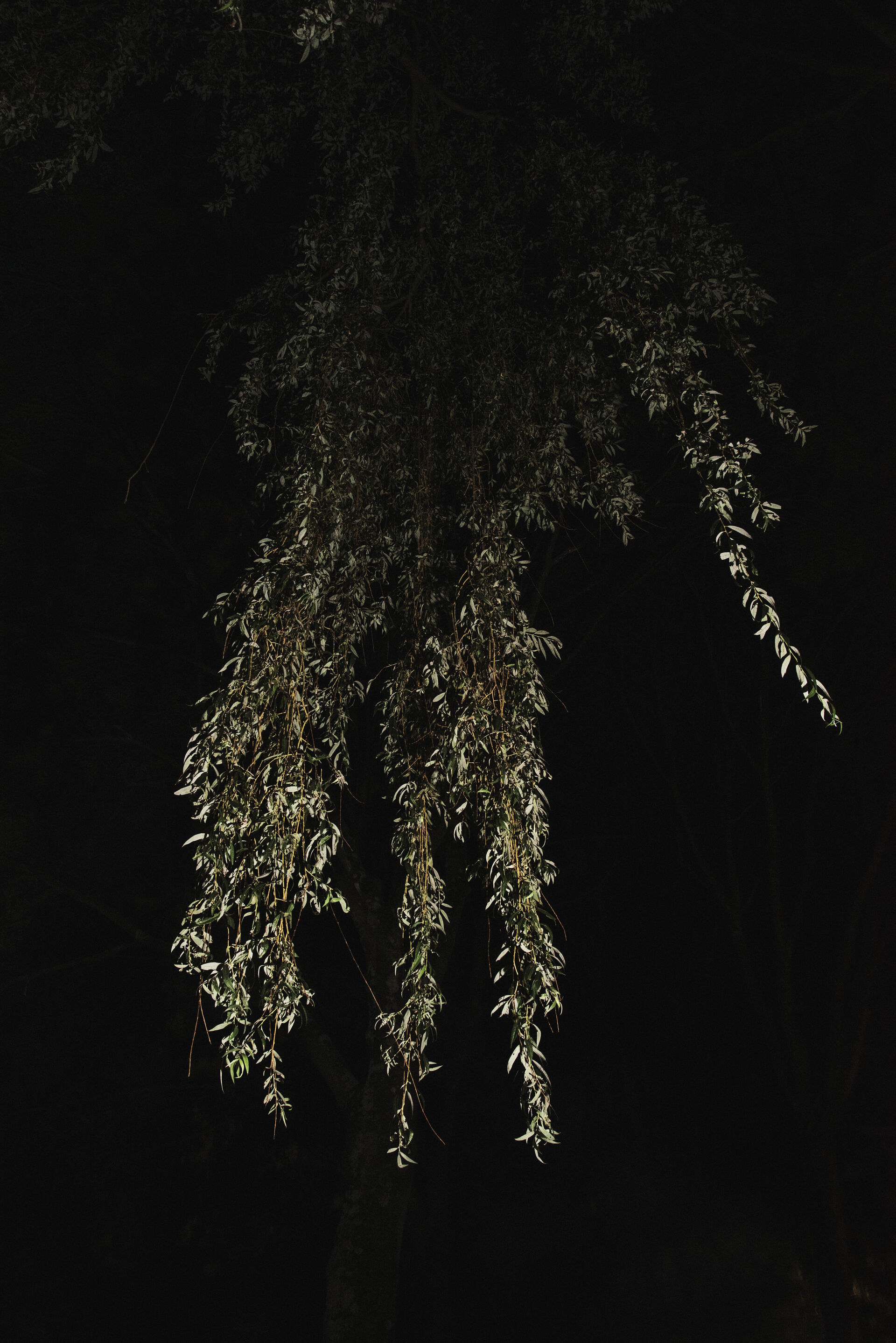 Michelle Piergoelam Songs in a strange land06