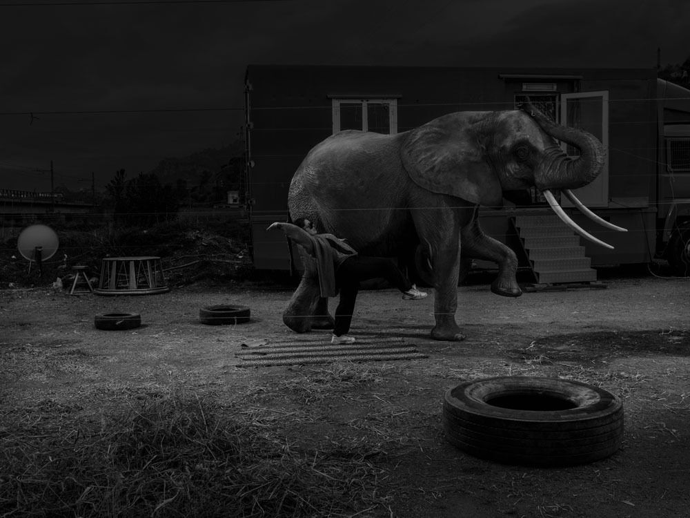 Majoli1 olifant DSC1000 ok grain